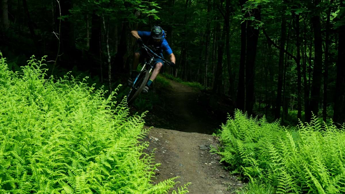 Mountain biker catching air on a forested dirt trail bordered by bright green ferns.