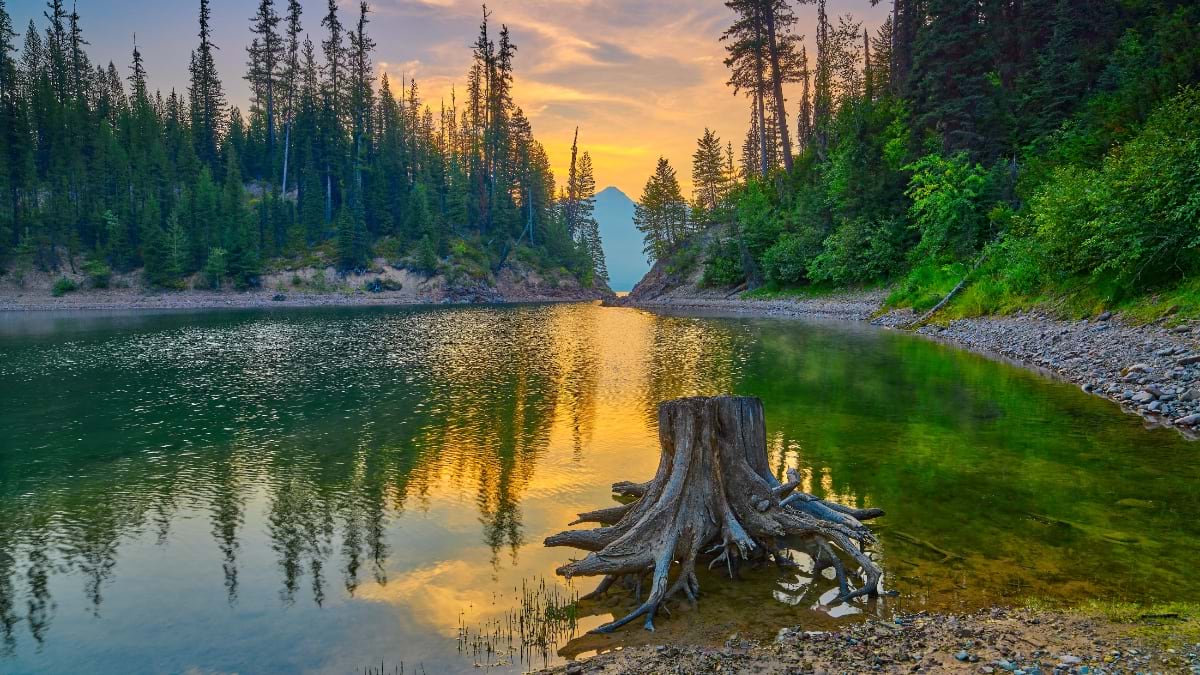 Sunset over a calm lake in Flathead National Forest, framed by pine trees and a tree stump in the foreground.
