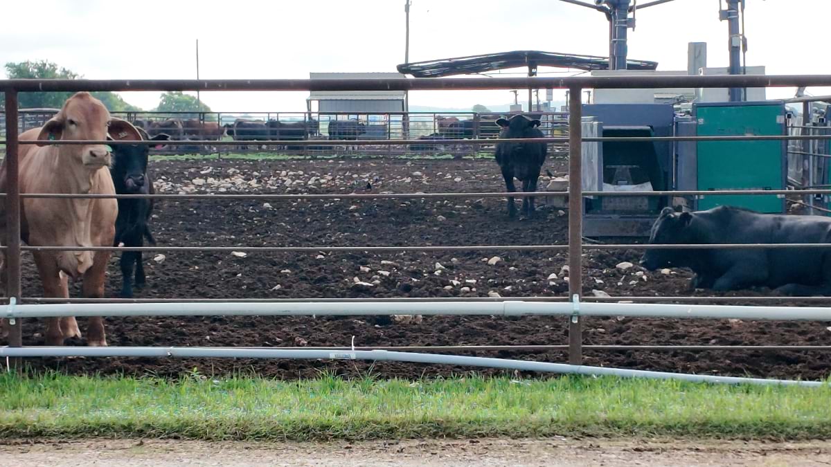 Brahman-cross cattle in a feedlot pen with a methane measurement station visible in the background.