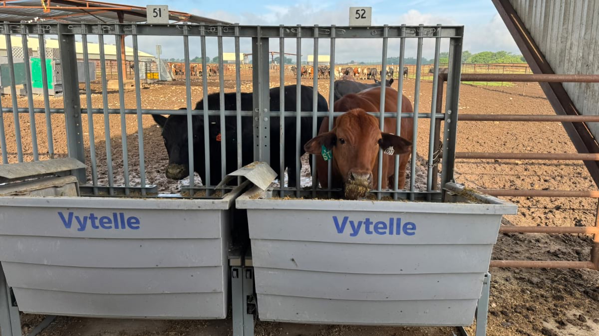 Two cattle feed from numbered electronic bunks at the McGregor Research Center feedlot.