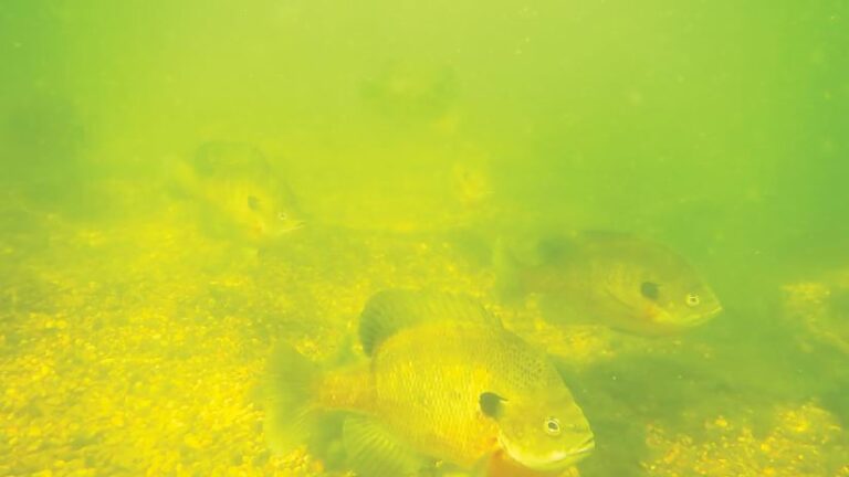 Two fish swim to the right in a murky yellow-green underwater environment.
