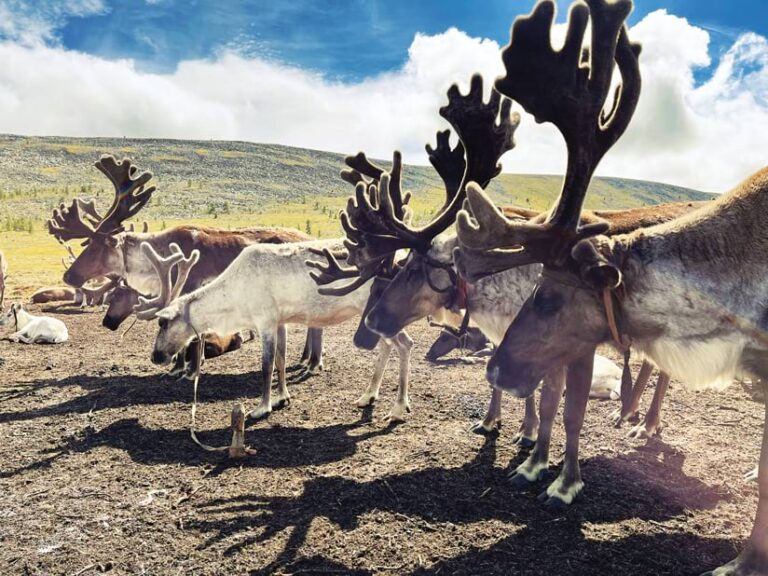 A herd of reindeer facing left, standing on flat ground, green hills and clouds in the distance.
