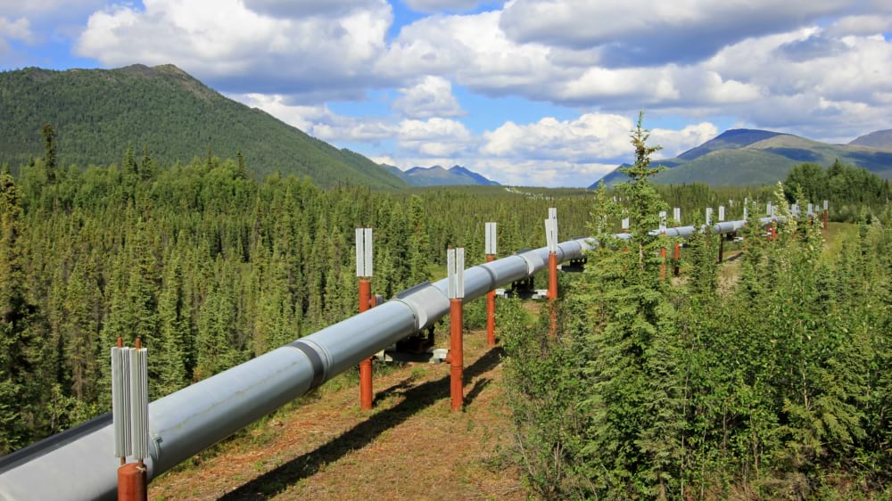 Elevated oil pipeline running through spruce forest along Alaska's Dalton Highway corridor.