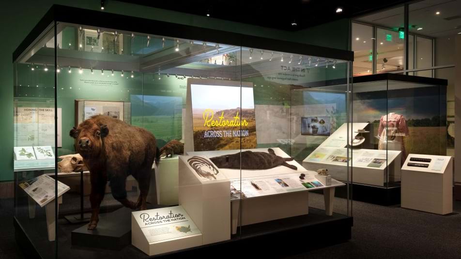 A mounted bison stands in a glass case beside displays on national restoration efforts
