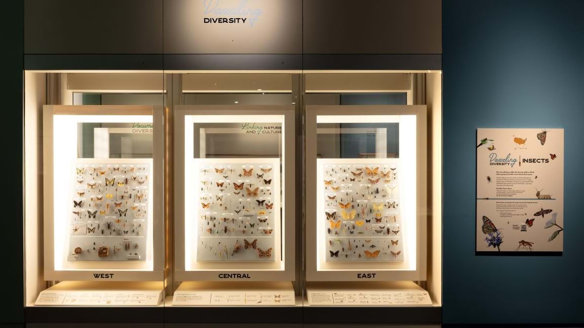 Three lit cases display rows of pinned butterflies and insects, labeled West, Central, and East.