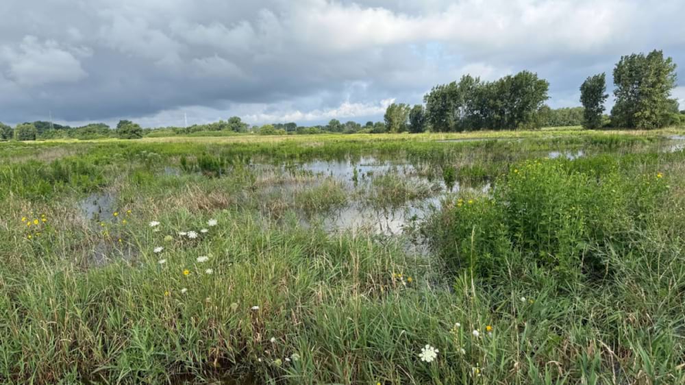 Wetland prairie with standing floodwater, tall grasses, and wildflowers under a stormy sky.