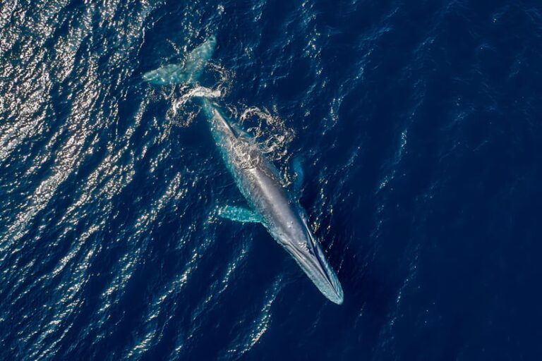 Aerial view of a blue whale near the ocean surface.