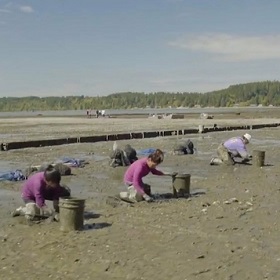 Farming shellfish on the tidal flats of Puget Sound Farming shellfish on the tidal flats of Puget Sound