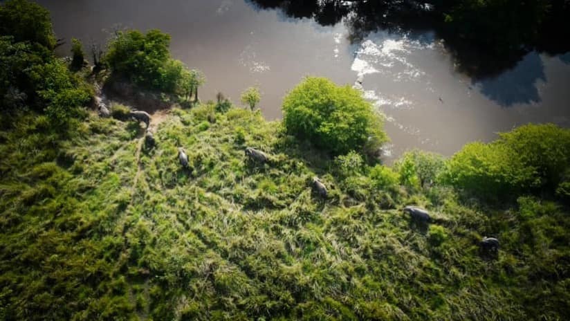 aerial elephants