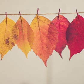 leaves in transformation leaves in transformation