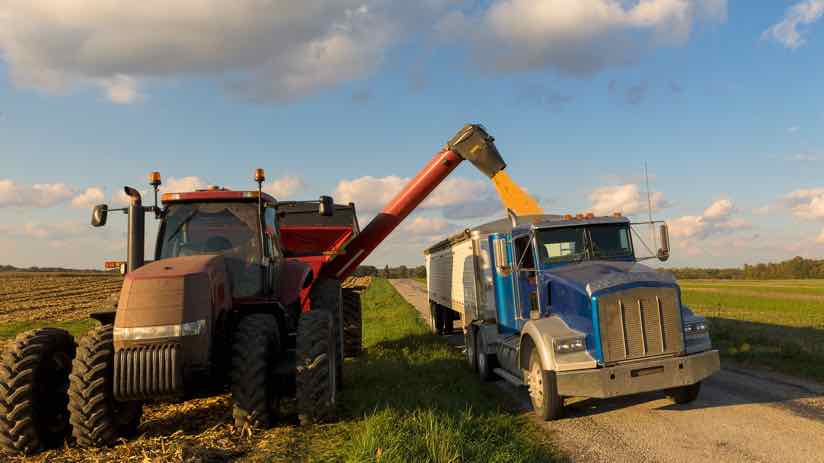 Corn Harvest