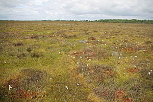 This bog vegetation in Ireland shows abundant Sphagnum mosses, which indicate a high-water table and healthy peatland.