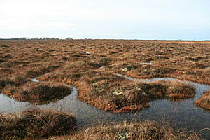 A pool system is typical of a healthy, raised bog.