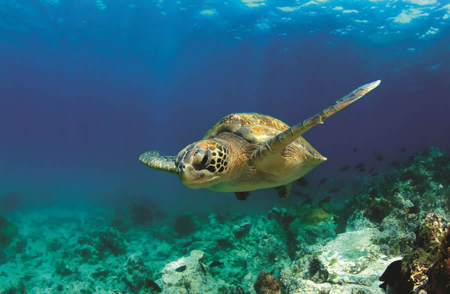 A sea turtle swims past schools of fish. A sea turtle swims past schools of fish.