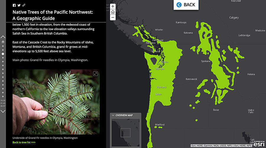 Coe created an informative guide about trees using an Esri story map. Coe created an informative guide about trees using an Esri story map.