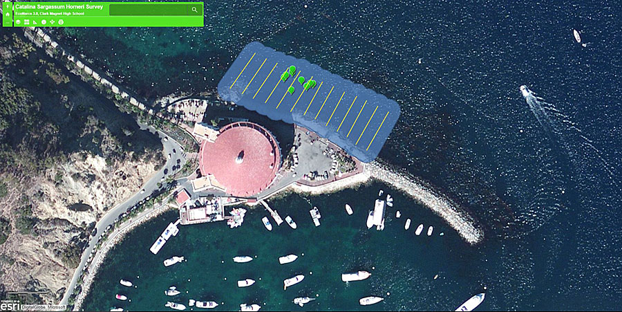 Data on the algae was collected by the students who snorkeled in the waters off Catalina Island. Data on the algae was collected by the students who snorkeled in the waters off Catalina Island.