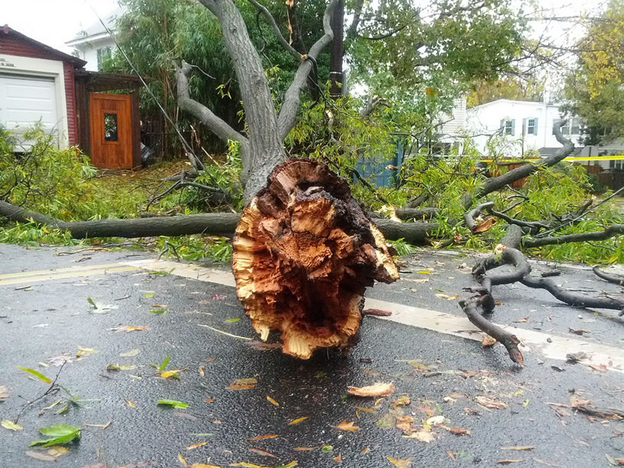 A tree toppled during a derecho storm in Washington, DC, blocking a busy roadway.