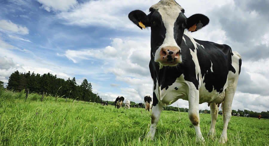 Dairy farming is a multibillion dollar business in New Zealand.