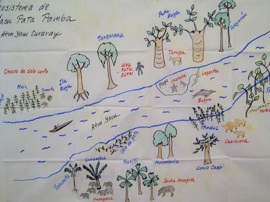A drawing of the Kichwa Amazonian ecosystem along the river Yacu Pata Pamba. A drawing of the Kichwa Amazonian ecosystem along the river Yacu Pata Pamba.
