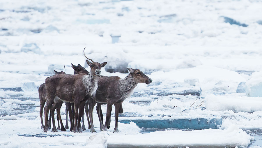 Humans in the Arctic have had a longstanding dependence on caribou, which have served as an important source for food, clothing, shelter, and more.