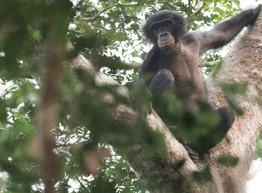 It is now known that Lomami is home to several important primates, including populations of the bonobo chimpanzee.