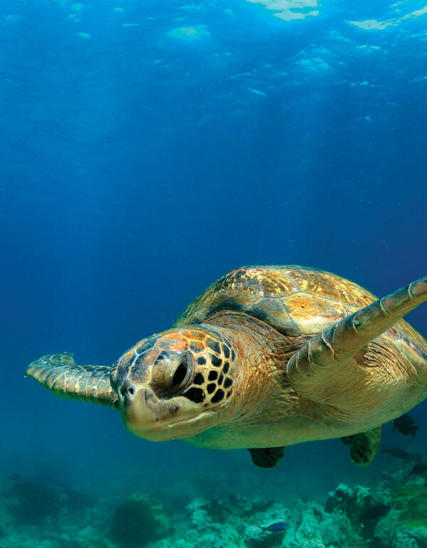 Snorkelers, scuba divers, and beachgoers can now help scientists track sea turtles. Snorkelers, scuba divers, and beachgoers can now help scientists track sea turtles.