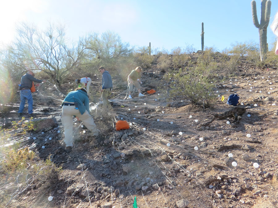 Preliminary geodesign and mapping work kept volunteers and rare plants safe during the installation of the eight-acre Bruce Munro Field of Light exhibit. (Photo by Greta Somers.)