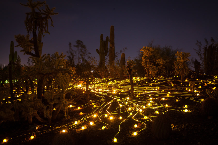 The Field of Light exhibit glows in the dark at Desert Botanical Garden. (Photo by Adam Rodriguez.)