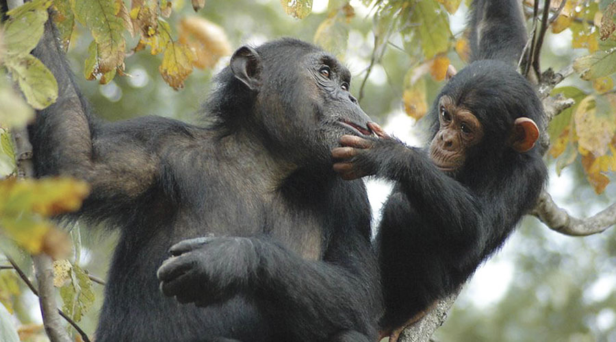 The Jane Goodall Institute (JGI) protects wild chimpanzees in and around Gombe National Park in Tanzania. (Image courtesy of JGI.) The Jane Goodall Institute (JGI) protects wild chimpanzees in and around Gombe National Park in Tanzania. (Image courtesy of JGI.)