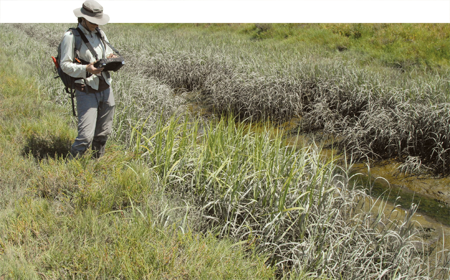 A field-worker for the San Francisco Estuary Invasive Spartina Project (ISP) using ArcPad to carefully document the position of a patch of an invasive grass species.