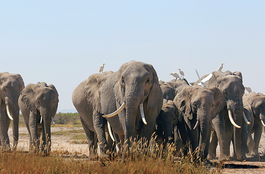 An elephant family roams freely in Kenya's Amboseli National Park. (Photo courtesy of the Amboseli Trust for Elephants.)