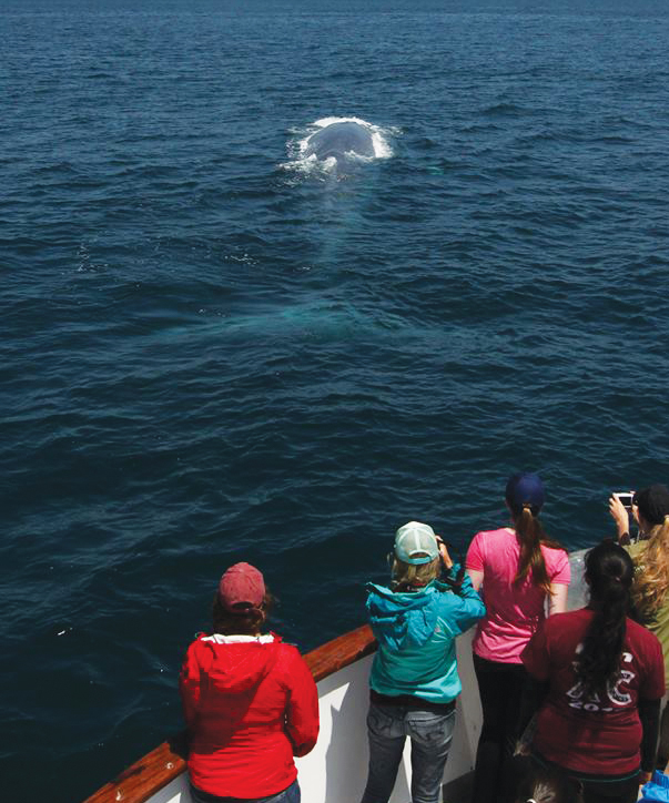 Earthwatch volunteers studying human impacts on marine mammals observe a blue whale (Balaenoptera musculus) in the Southern California bight, the section of coastline that stretches from northern Santa Barbara County to San Diego. (Photo by Shane Keena.) Earthwatch volunteers studying human impacts on marine mammals observe a blue whale (Balaenoptera musculus) in the Southern California bight, the section of coastline that stretches from northern Santa Barbara County to San Diego. (Photo by Shane Keena.)
