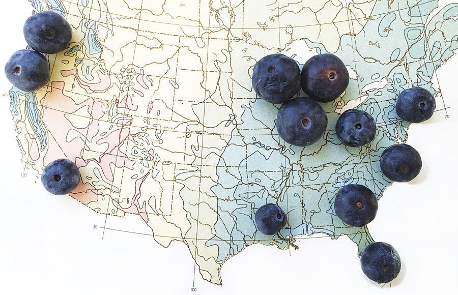 Placing different-sized blueberries on top of a map to illustrate differences in blueberry crop yields is one eye-catching way to illustrate the point. (Map courtesy of Nigel Holmes.)