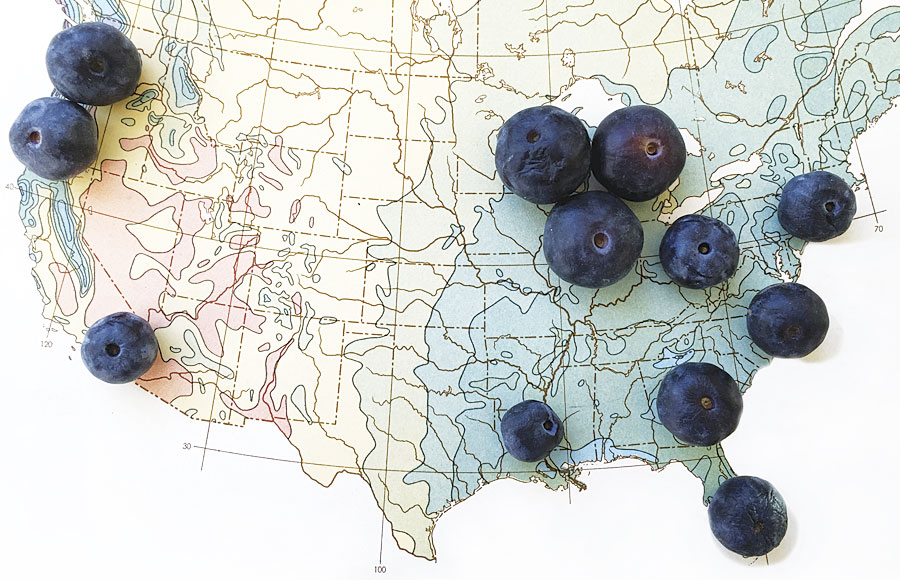 Placing different-sized blueberries on top of a map to illustrate differences in blueberry crop yields is one eye-catching way to illustrate the point. (Map courtesy of Nigel Holmes.) Placing different-sized blueberries on top of a map to illustrate differences in blueberry crop yields is one eye-catching way to illustrate the point. (Map courtesy of Nigel Holmes.)