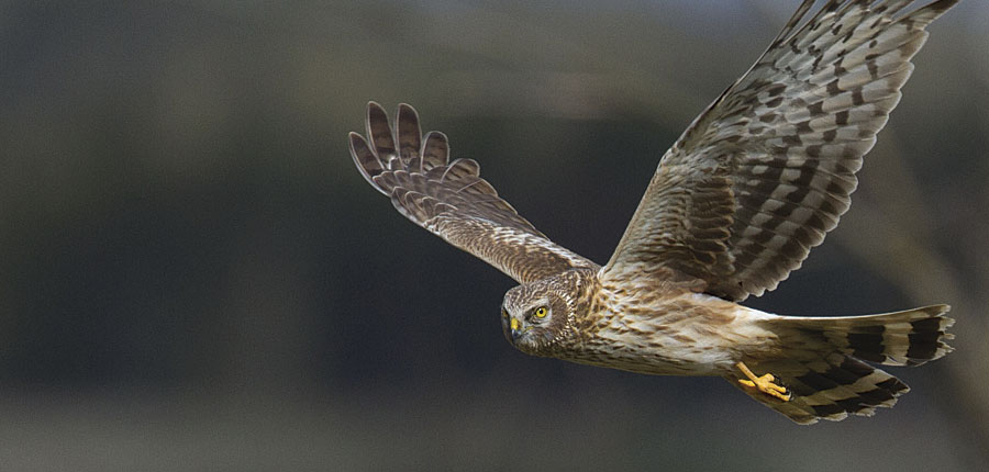 The hen harrier could soon become extinct in Ireland if nothing is done to protect and restore upland landscapes. The hen harrier could soon become extinct in Ireland if nothing is done to protect and restore upland landscapes.