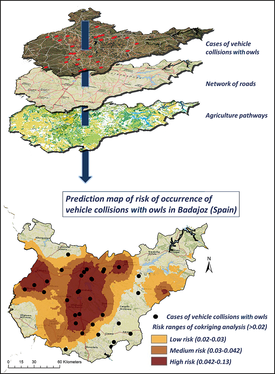 Map of prediction of risk of occurrence of vehicle collisions with owls in the study area.