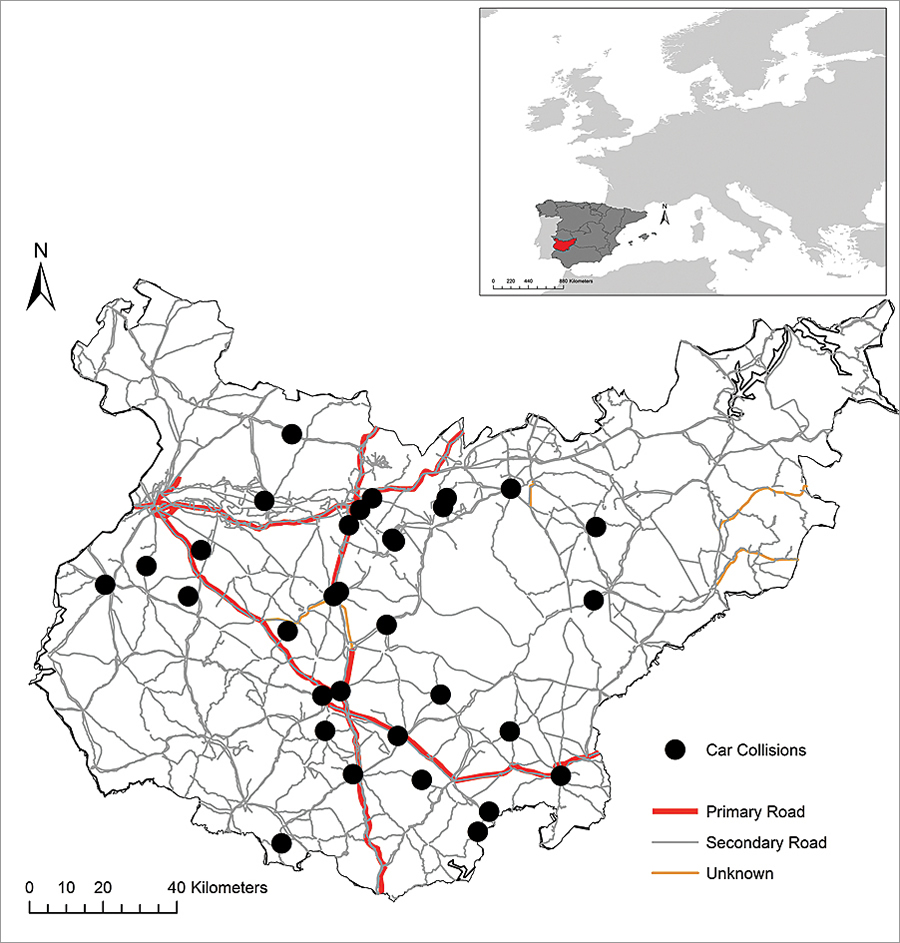 Owls affected by vehicle collision in the Spanish province of Badajoz.