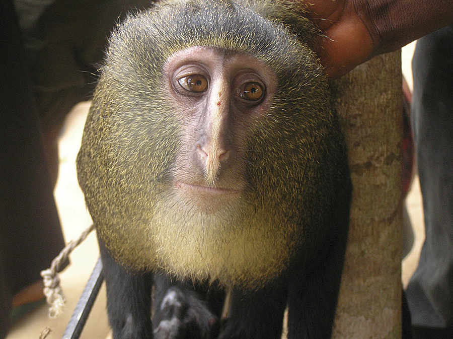 The lesula monkey (Cercopithecus lomamiensis), a new species of monkey documented by TL2 project researchers in the middle of Lomami National Park.