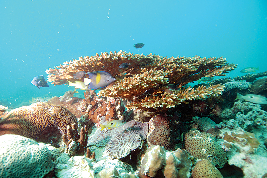 Ras Ghanada, the largest coral reef in the UAE and the Gulf region, supports a flourishing marine life, including turtles, dugongs, sea snakes, and clownfish. (Credit: Edwin Grandcourt, ©EAD.)