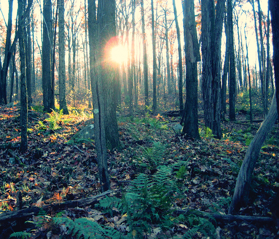 The sunset peeks through the trees in Clear Creek State Forest in Jefferson County, Pennsylvania, about 75 miles northeast of Pittsburgh. (Photo by Jim Ritchie.)