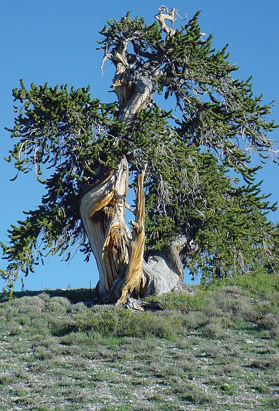 This ancient bristlecone pine (Pinus longaeva) growing near the top of Mount Washington in the Snake Mountain Range in Nevada is very near the upper elevational limit of growth for the species. It is trees like this whose ring-width records reflect past variability in temperature. This ancient bristlecone pine (Pinus longaeva) growing near the top of Mount Washington in the Snake Mountain Range in Nevada is very near the upper elevational limit of growth for the species. It is trees like this whose ring-width records reflect past variability in temperature.