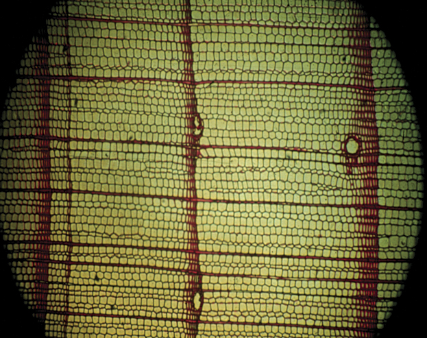 Tree rings are produced annually as large thin-walled cells grow during the early part of the growing season, followed by smaller cells with thicker walls as the end of the season nears. The ring boundary is the abrupt change in cell size from the small thick-walled dark cells to the large cells formed at the beginning of the next growing season. In this image, the direction of growth is left to right, and the large openings are resin ducts. Note that some annual rings are relatively narrow and some are relatively wide; this is the result of different climatic conditions encountered during the growing seasons.