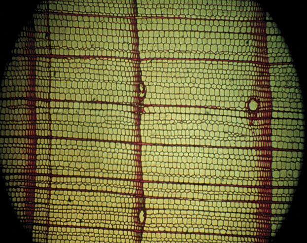 Tree rings are produced annually as large thin-walled cells grow during the early part of the growing season, followed by smaller cells with thicker walls as the end of the season nears. The ring boundary is the abrupt change in cell size from the small thick-walled dark cells to the large cells formed at the beginning of the next growing season. In this image, the direction of growth is left to right, and the large openings are resin ducts. Note that some annual rings are relatively narrow and some are relatively wide; this is the result of different climatic conditions encountered during the growing seasons. Tree rings are produced annually as large thin-walled cells grow during the early part of the growing season, followed by smaller cells with thicker walls as the end of the season nears. The ring boundary is the abrupt change in cell size from the small thick-walled dark cells to the large cells formed at the beginning of the next growing season. In this image, the direction of growth is left to right, and the large openings are resin ducts. Note that some annual rings are relatively narrow and some are relatively wide; this is the result of different climatic conditions encountered during the growing seasons.