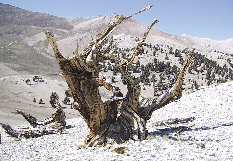 This very large dead bristlecone pine (Pinus longaeva) in the White Mountains of California stands at an elevation over 11,500 feet above sea level and looks down on the harsh tree line environment. The ring series sampled from this tree date from 663 BC to AD 1024.