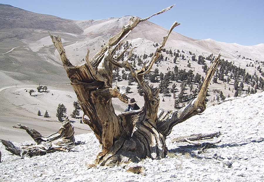 This very large dead bristlecone pine (Pinus longaeva) in the White Mountains of California stands at an elevation over 11,500 feet above sea level and looks down on the harsh tree line environment. The ring series sampled from this tree date from 663 BC to AD 1024. This very large dead bristlecone pine (Pinus longaeva) in the White Mountains of California stands at an elevation over 11,500 feet above sea level and looks down on the harsh tree line environment. The ring series sampled from this tree date from 663 BC to AD 1024.