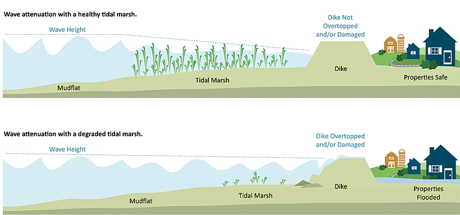 Coastal Defense quantifies how natural habitats (oyster and coral reefs, tidal marshes, seagrass beds) protect coastal areas by reducing wave-induced erosion and inundation. It uses standard engineering techniques to help users estimate how and where to restore or conserve critical habitat and increase the resilience of a coastal community and its infrastructure. This and other infographics accompany the Coastal Resilience apps to illustrate their intended use.