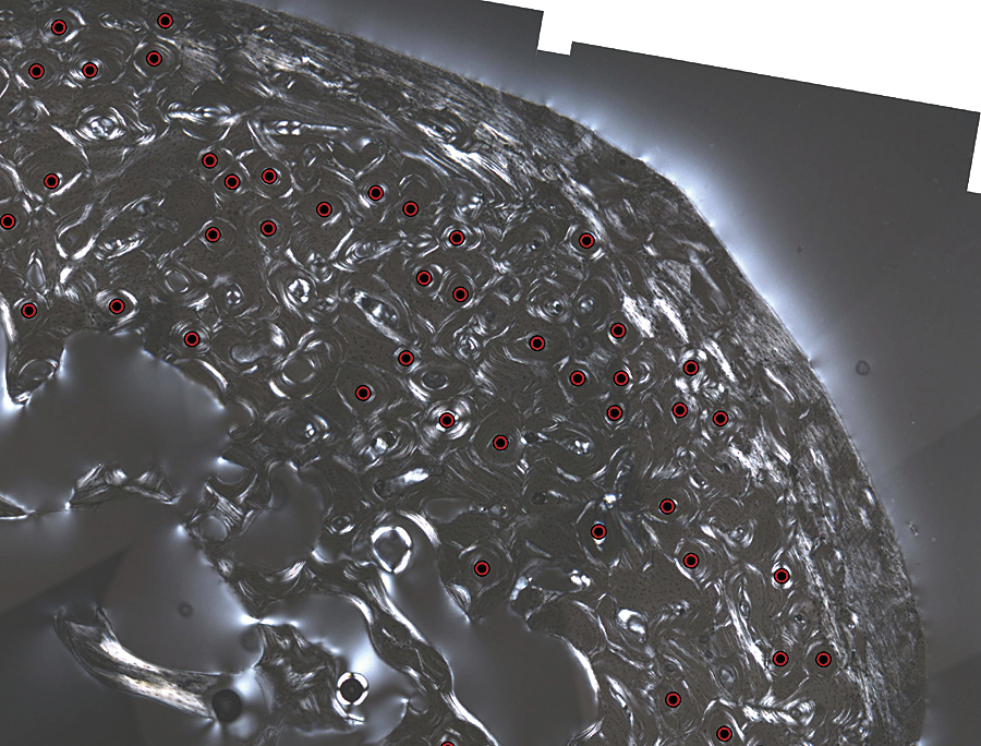 A close-up of the metatarsal showing marked features of interest in GIS. A close-up of the metatarsal showing marked features of interest in GIS.