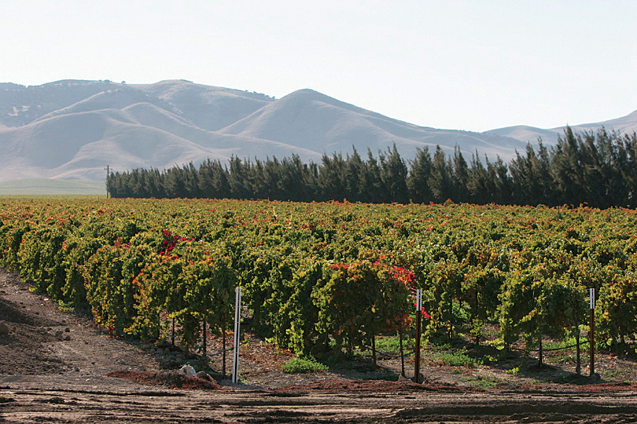 Premium Monterey County wine grapes from Scheid Vineyards. (Photo Credit: Heidi Scheid.)