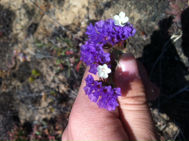 Limonium sinuatum is beautiful but troublesome.