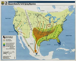 Map of the migration of Monarch butterflies